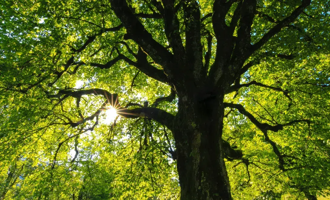 Big Tree
