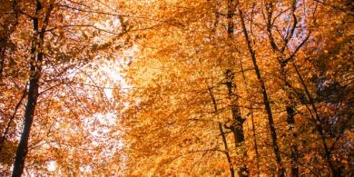 Trail in autumn forest with vibrant orange leaves and a clear blue sky.